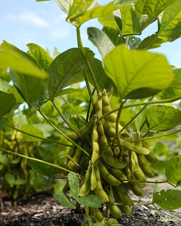 Superior Beans